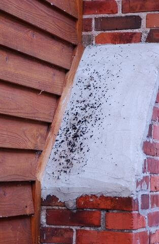 bat droppings