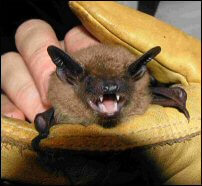 Big Brown Bat