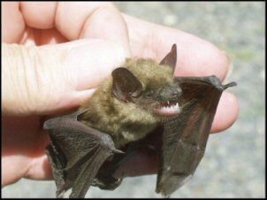 Small Brown Bat Pic
