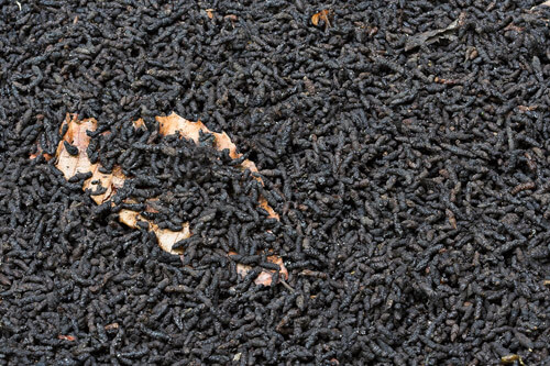 bat droppings