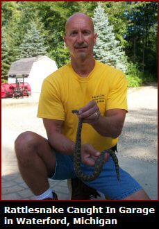 Rattler caught in Waterford, MI