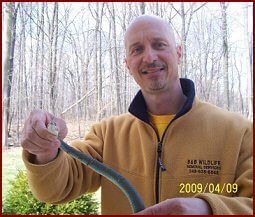 Blue Racer Snake