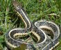 How to get rid of Snakes in Auburn Hills
