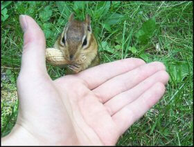 Eastern Chipmunk