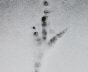 Highslide JS