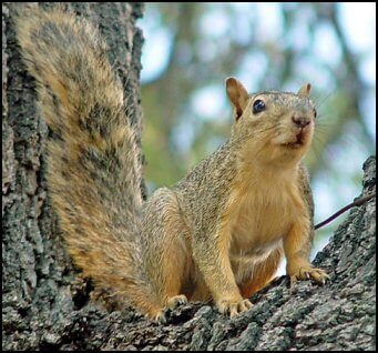 Eastern Fox Squirrel