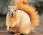 How to get rid of Squirrels in Auburn Hills