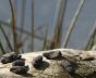 Muskrat Poop