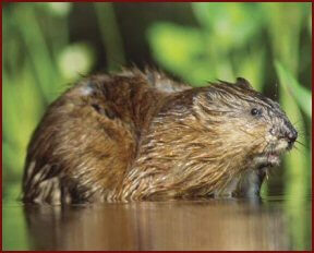 Muskrat