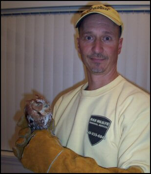 Eastern Screech Owl