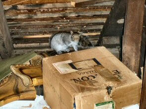 pests in attic
