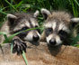 How to get rid of Raccoons in Auburn Hills