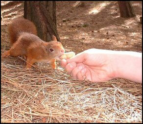 Red Squirrel
