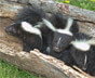 How to get rid of Skunks in Auburn Hills