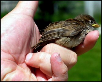 House Sparrow