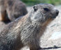 How to get rid of Woodchucks in Auburn Hills