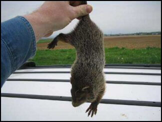 Woodchuck or Groundhog