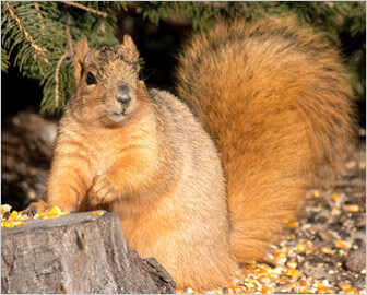 Image result for squirrels nest