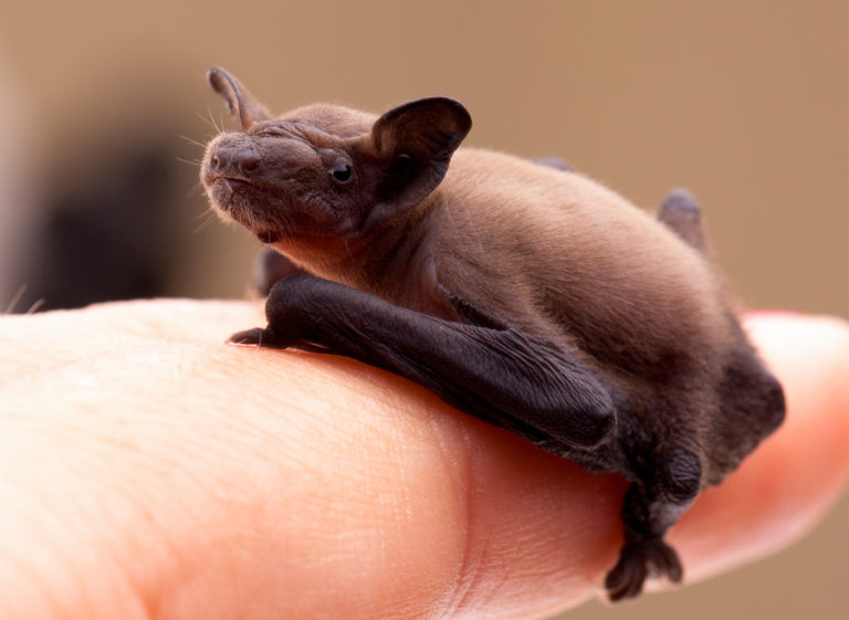Baby Bat (pipistrellus Pipistrellus) B&B Wildlife Removal, Inc.