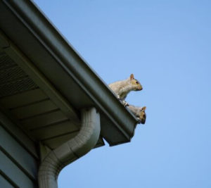 Squirrel Damage Repair and Prevention