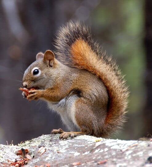 bigstock-Squirrel-Eating-His-Pine-Apple-4894071 – B&B ...