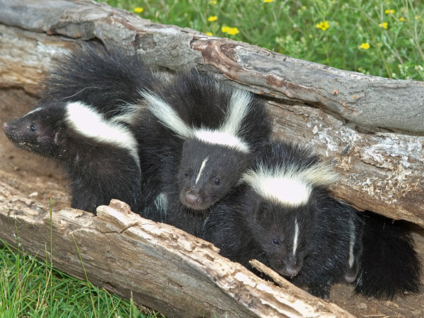 skunks for sale in michigan