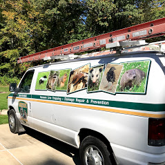Wildlife Removal Services