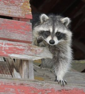 Detroit Raccoon Removal