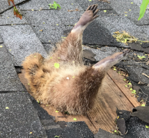 Dead Animal Removal Service Michigan MI | Dead Rodents