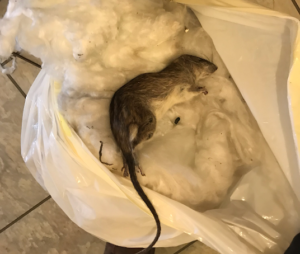 Dead rat in Detroit