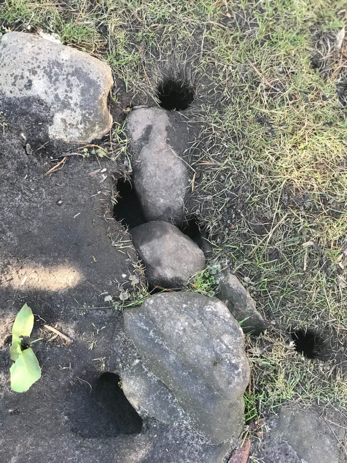 Rats Mice Removal Service Oakland Wayne Michigan MI